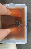 Footspa Detox
